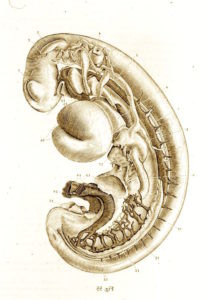 Embryo-Blechsmith-209x300
